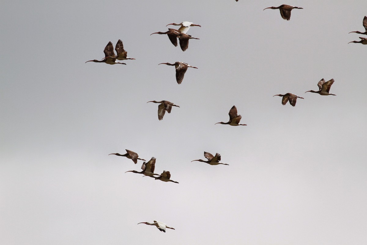 White Ibis - ML41458831