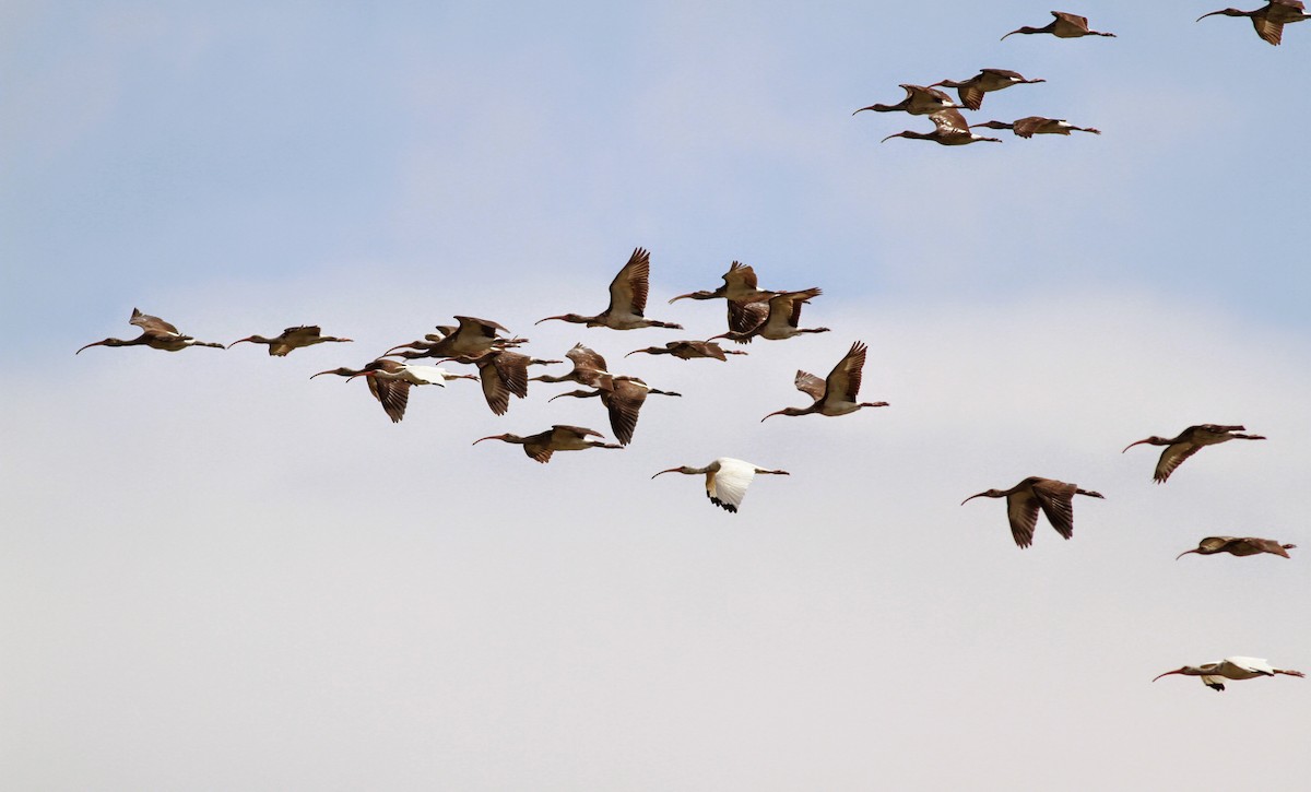 White Ibis - ML41458861