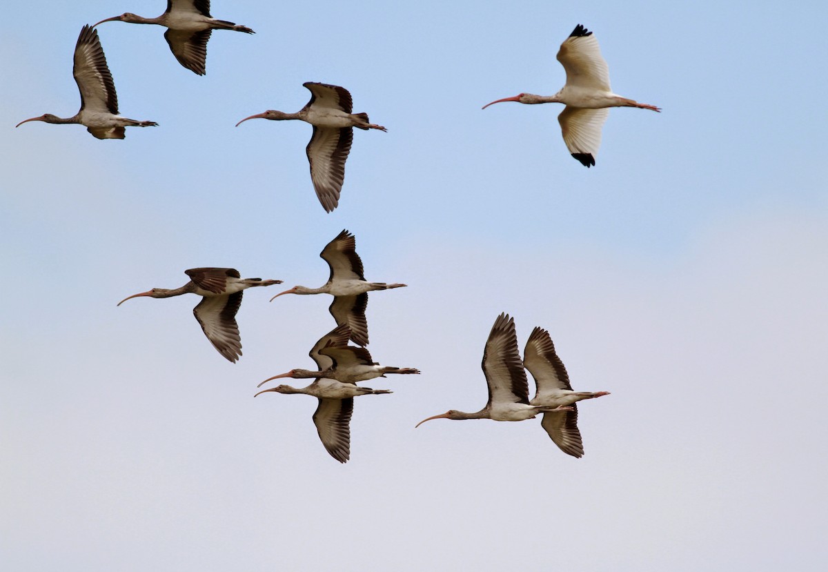 White Ibis - ML41458881