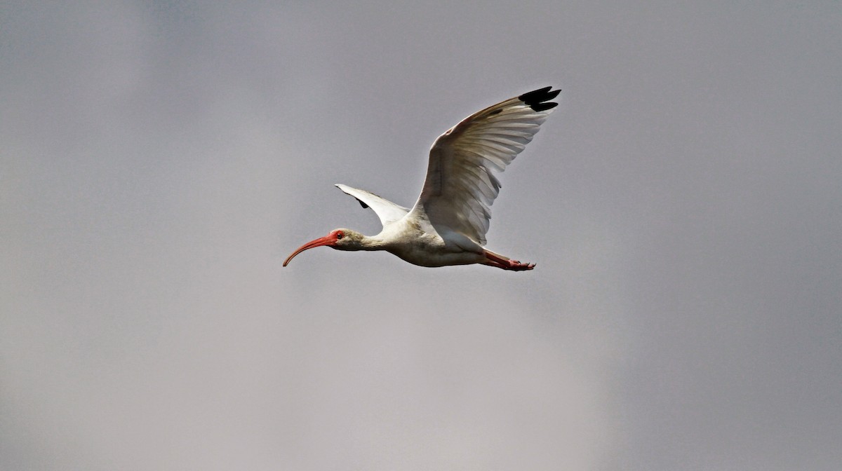 ibis bílý - ML41458911
