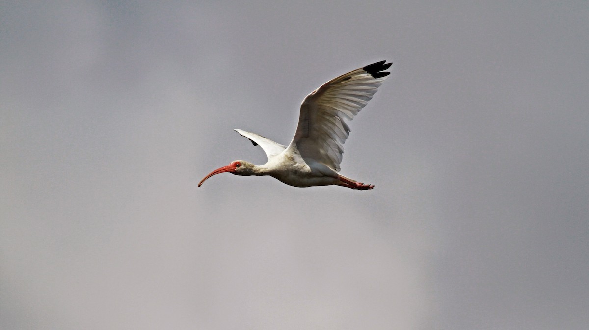 White Ibis - Jay McGowan