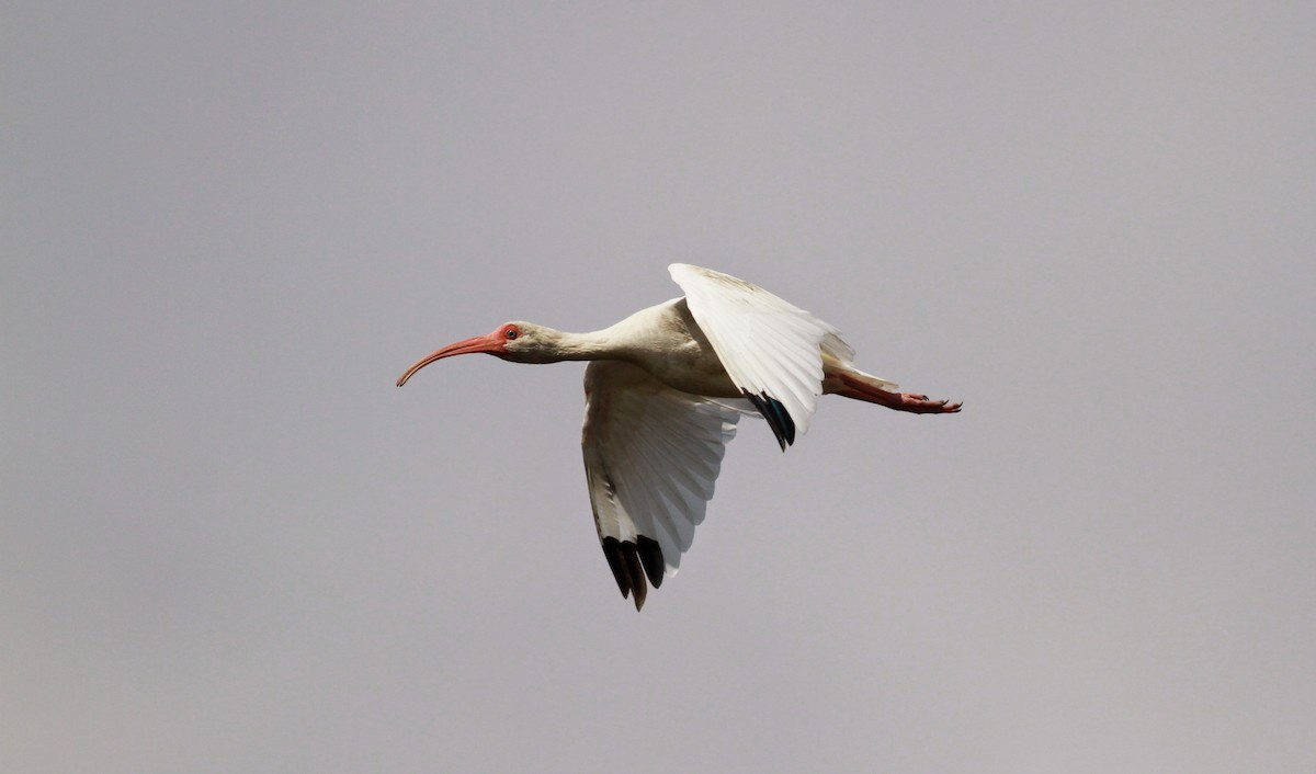 White Ibis - Jay McGowan