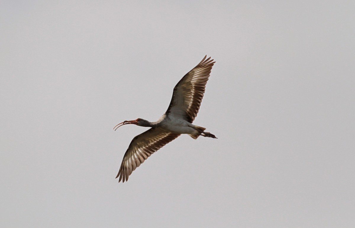 White Ibis - ML41458951