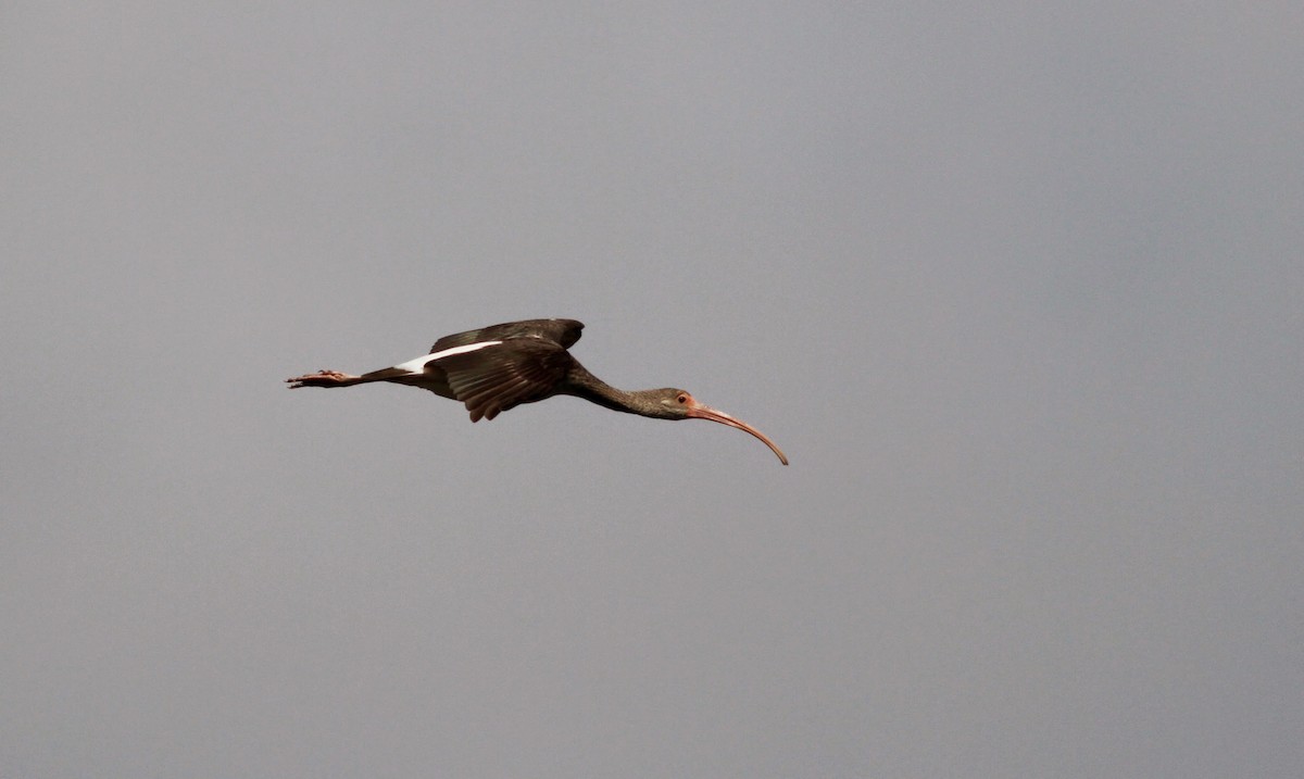 ibis bílý - ML41458961