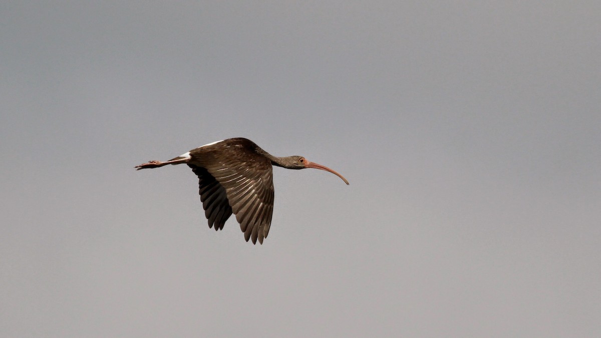 White Ibis - ML41458971