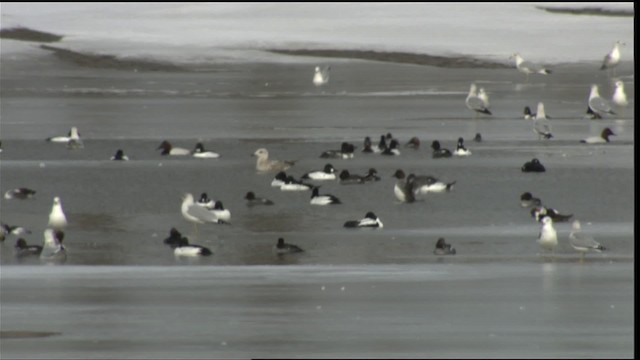 Common Goldeneye - ML414590