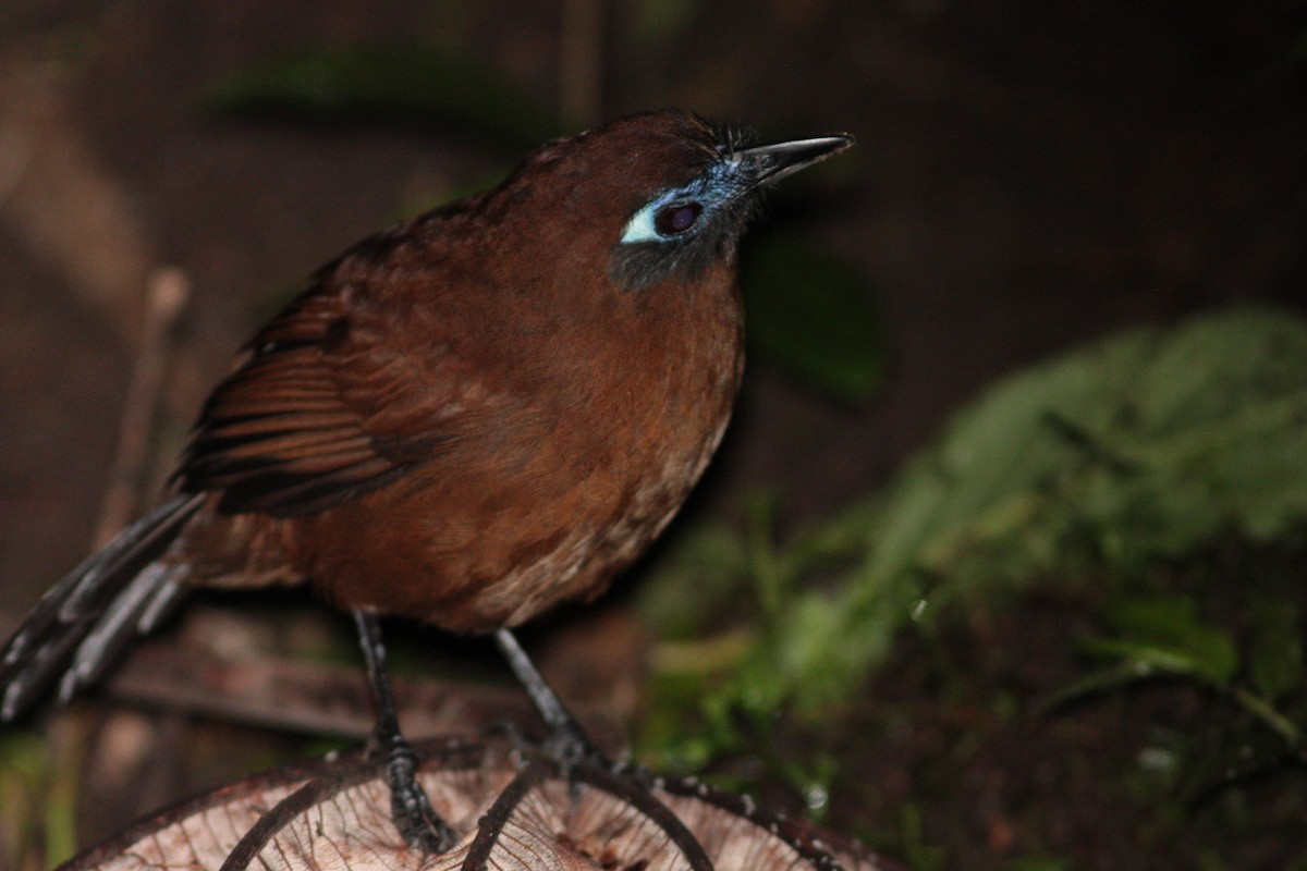 Panamáameisenvogel - ML414590281