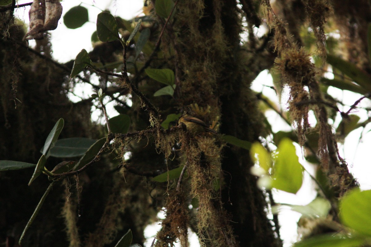 Flavescent Flycatcher - ML414592881