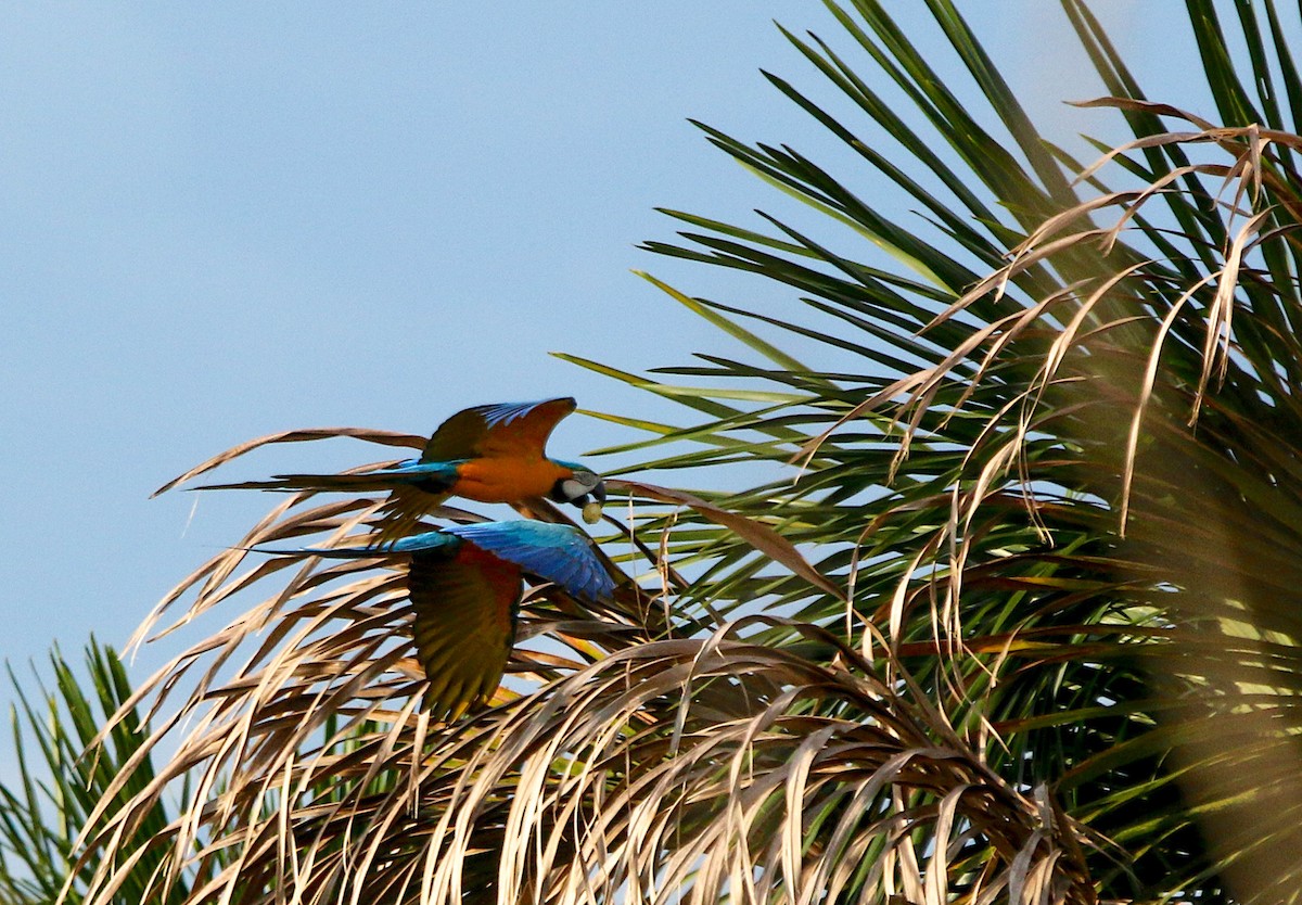 Blue-and-yellow Macaw - ML414595011