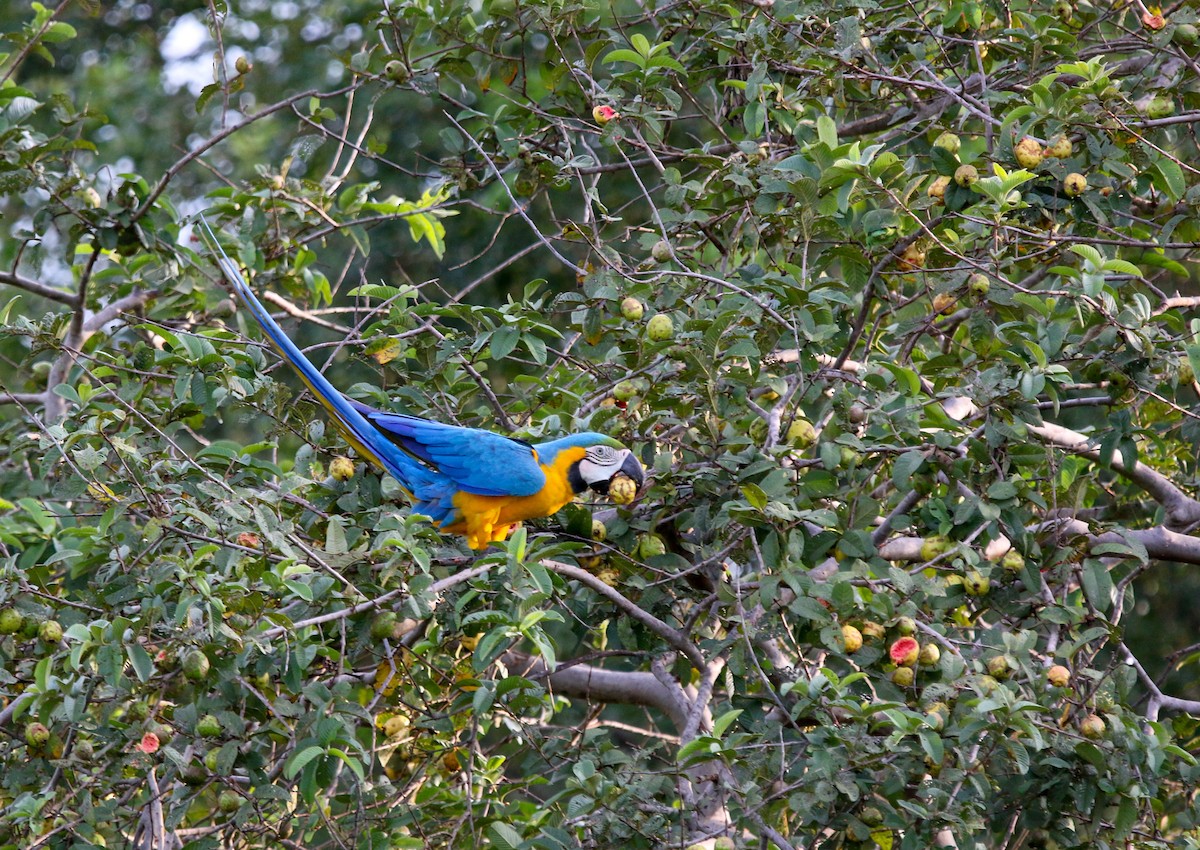 Blue-and-yellow Macaw - ML414595131