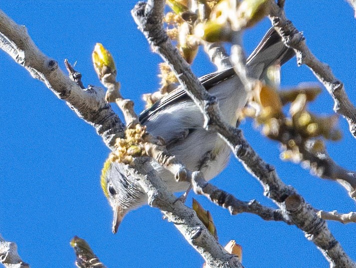 Chestnut-sided Warbler - ML414595231