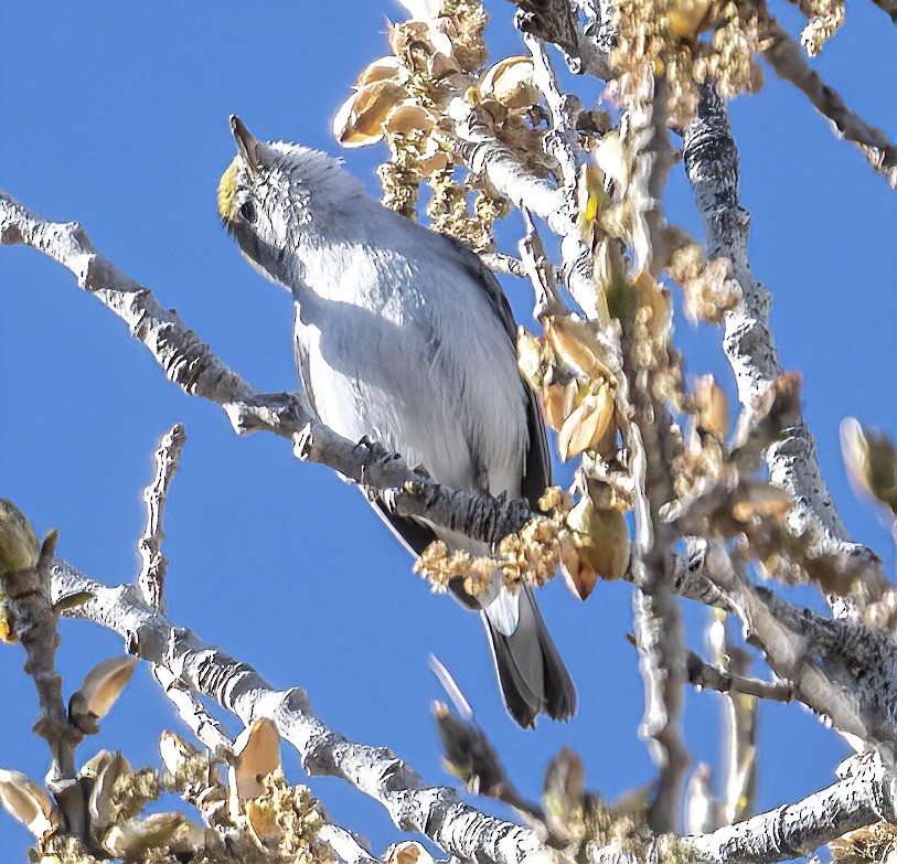 Chestnut-sided Warbler - ML414595241