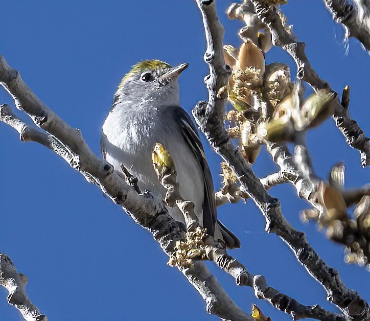 Chestnut-sided Warbler - ML414595251