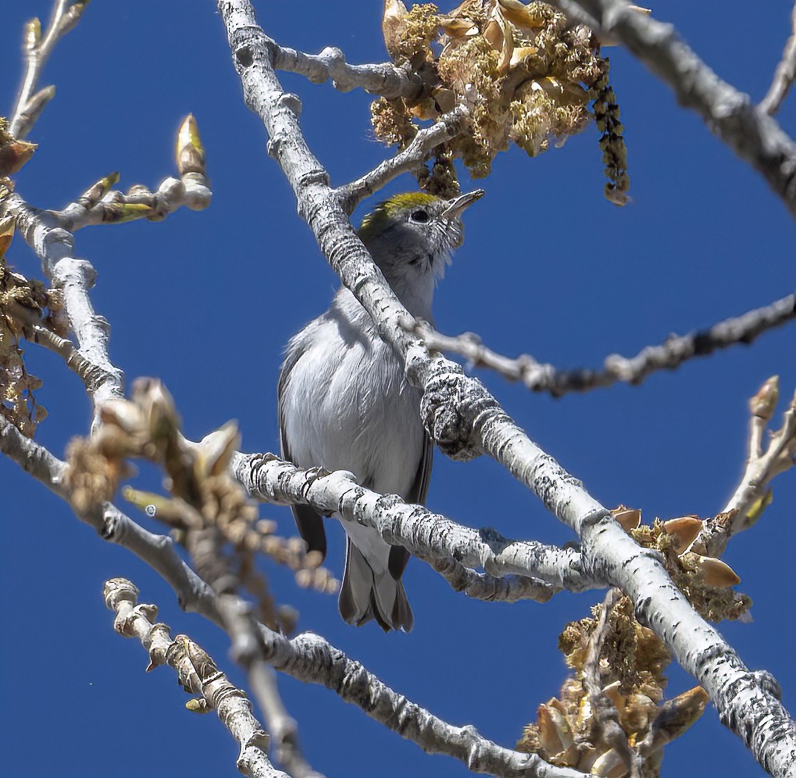 Chestnut-sided Warbler - ML414595261