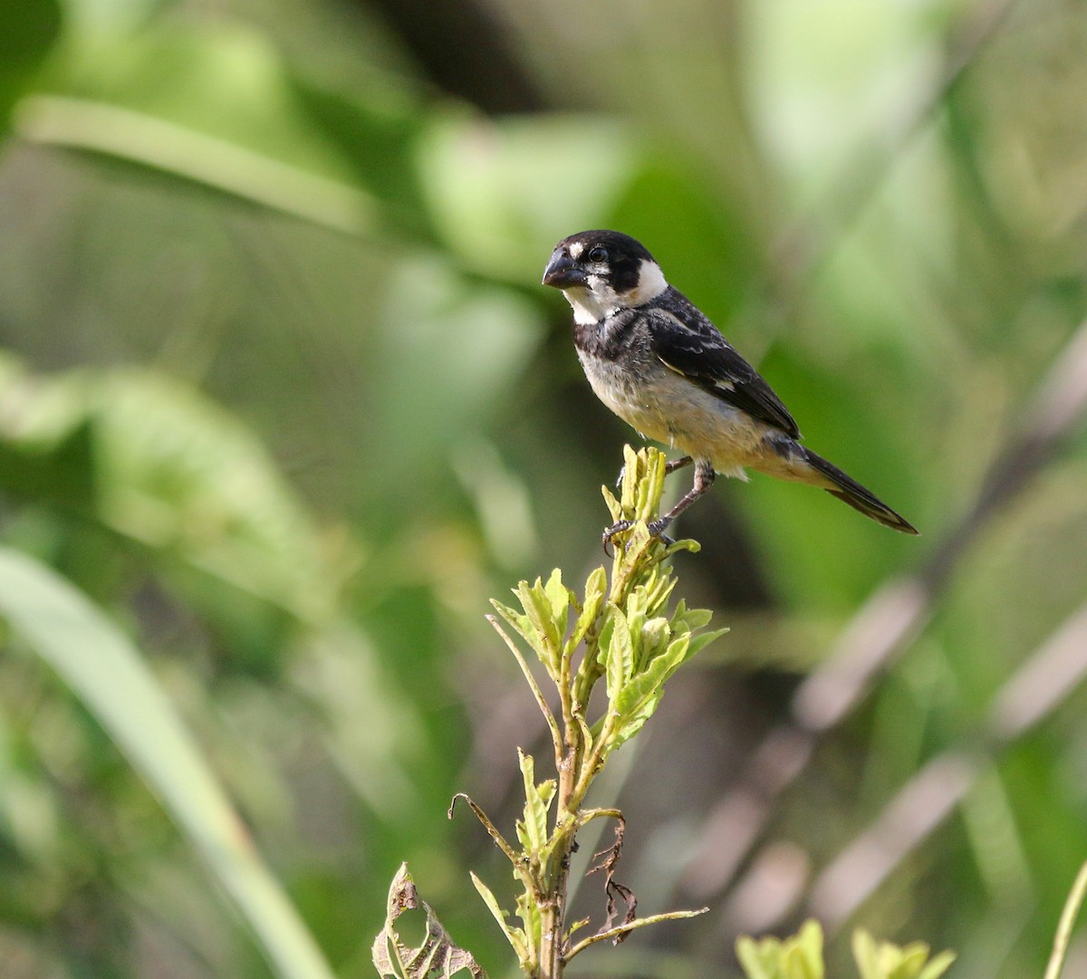 Rusty-collared Seedeater - ML414595311