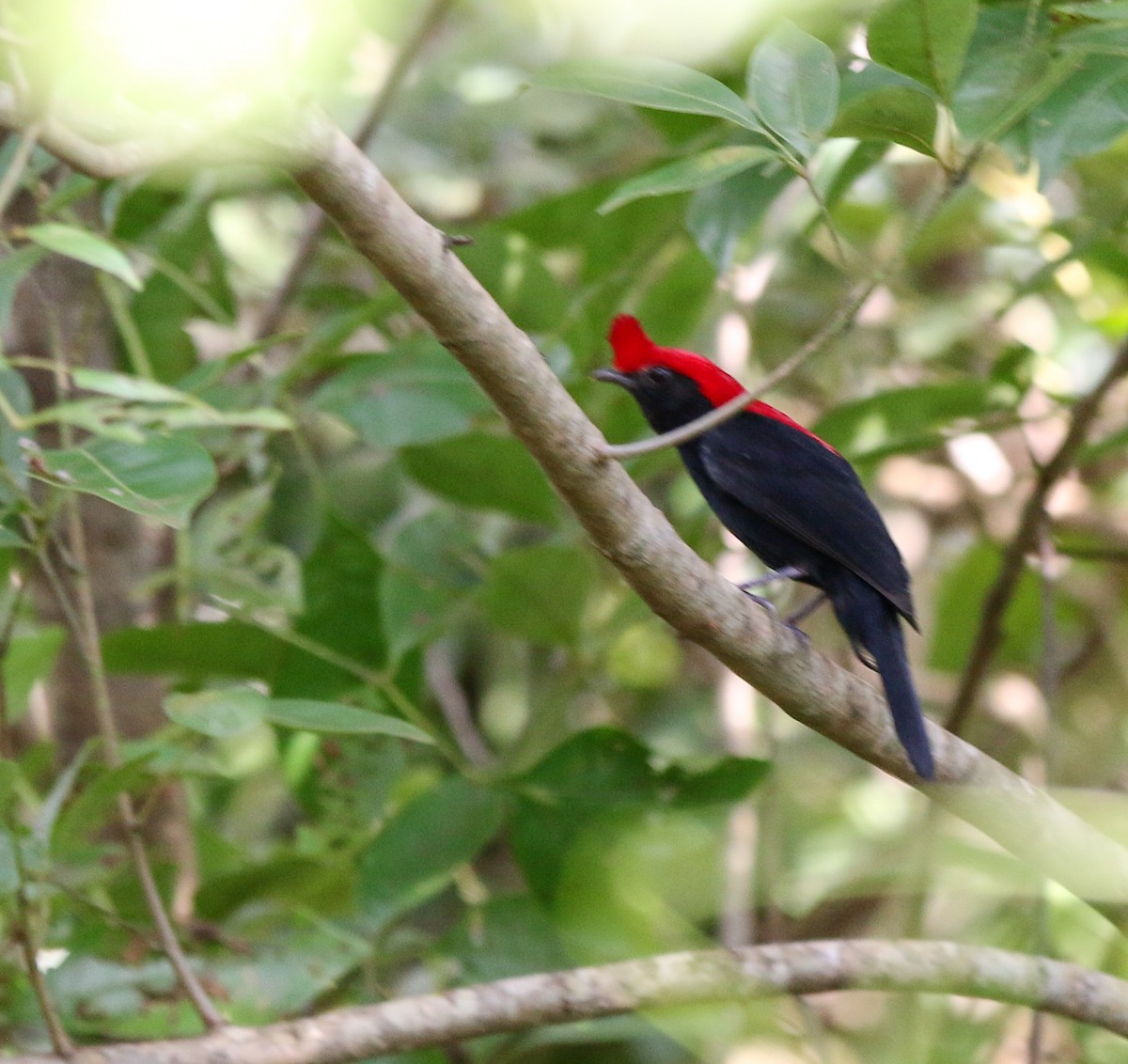 Helmeted Manakin - ML414595491