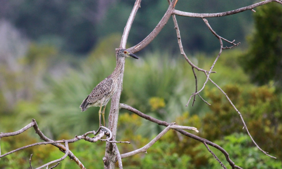 Yellow-crowned Night Heron - Jay McGowan