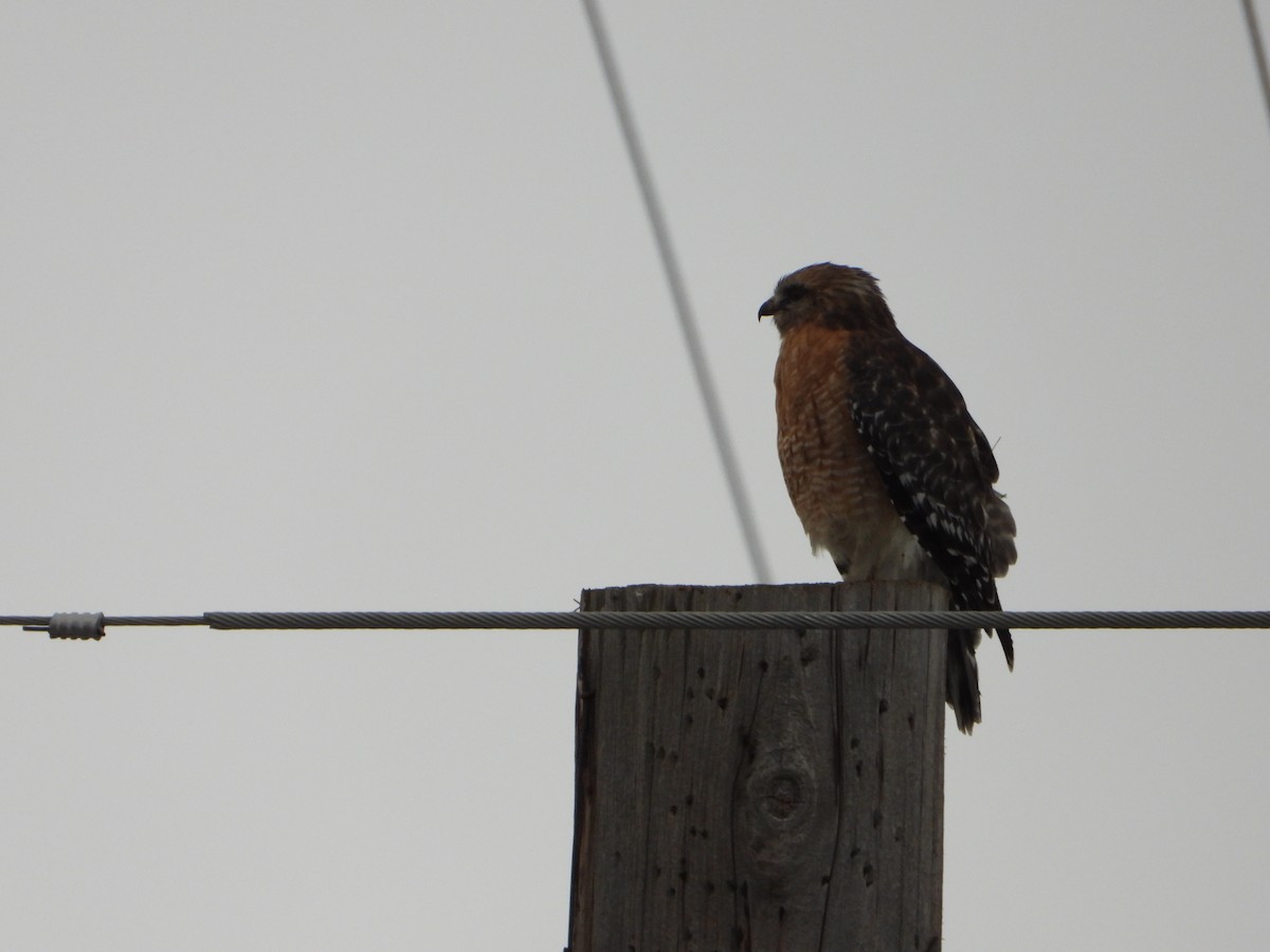 Red-shouldered Hawk - ML414596701