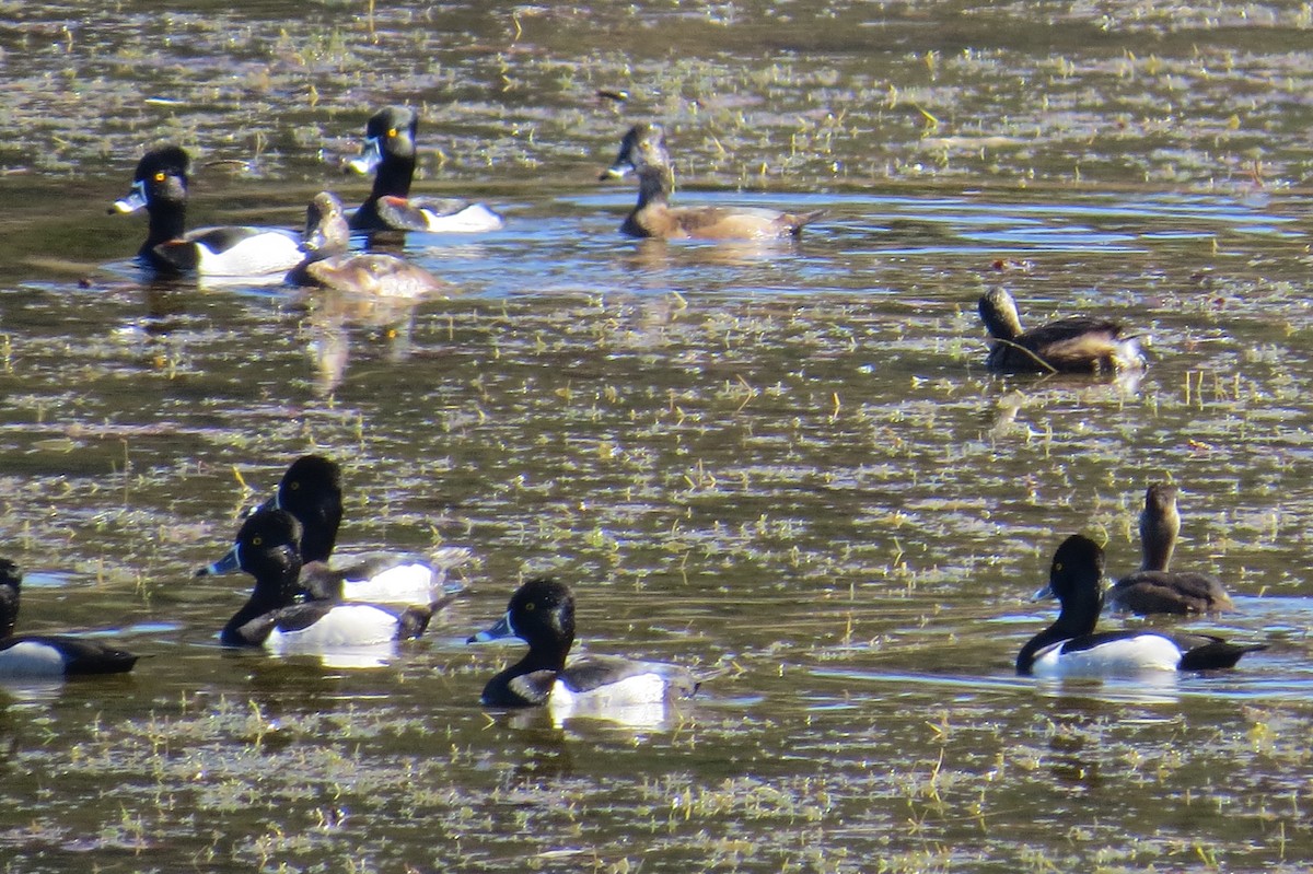 Ring-necked Duck - ML414598831