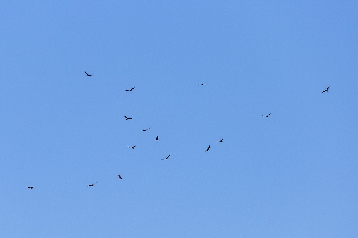 Turkey Vulture - ML414599041