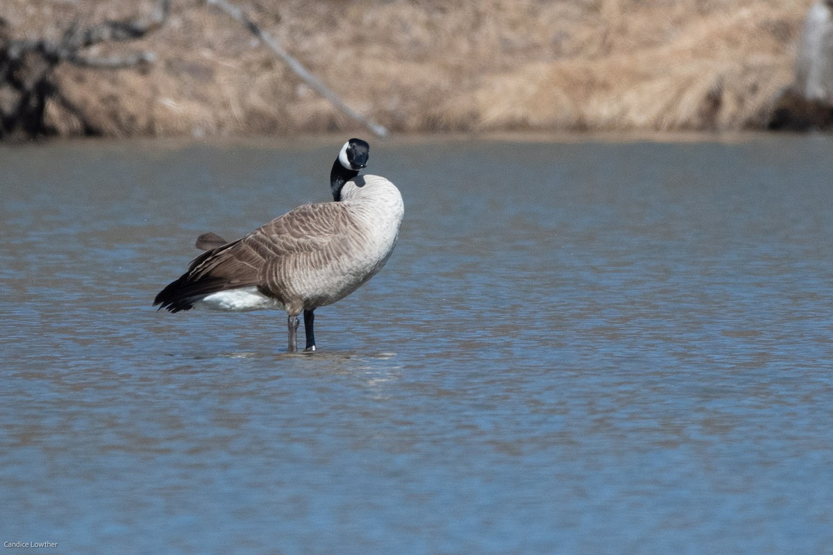 Canada Goose - ML414599691
