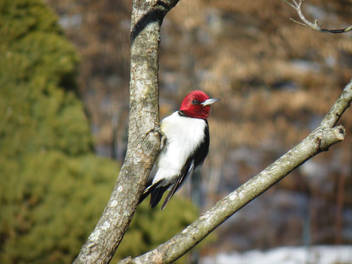 Pic à tête rouge - ML414602241