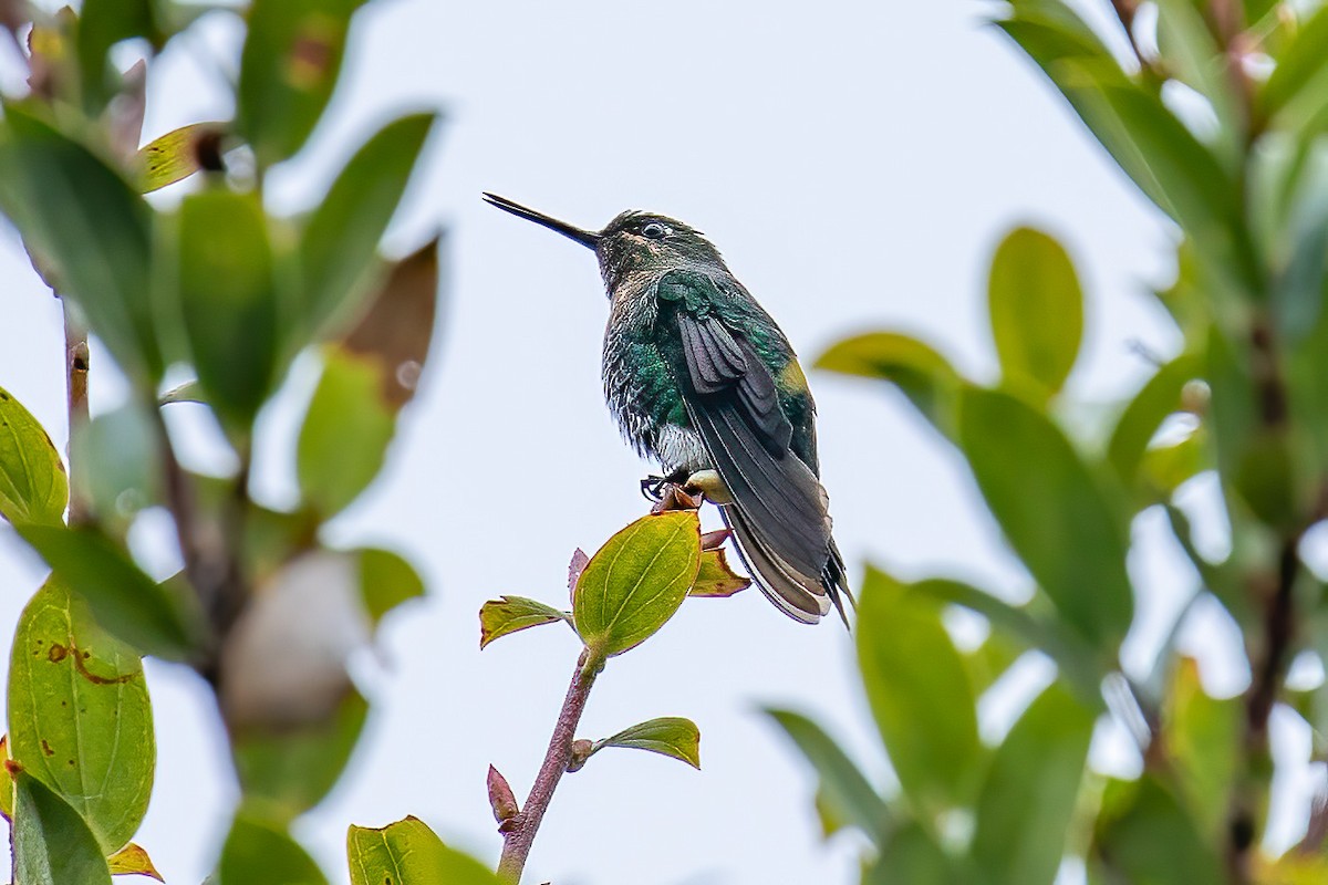 Glowing Puffleg - Chris S. Wood