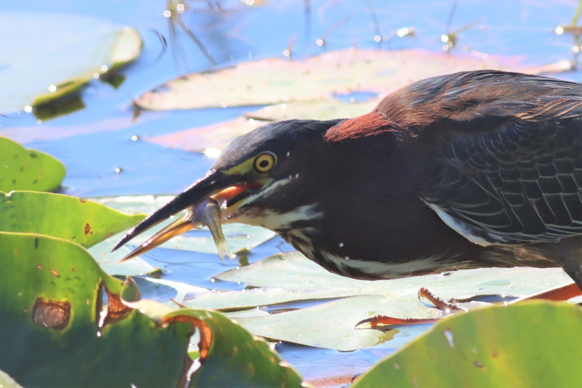 Green Heron - ML414605071