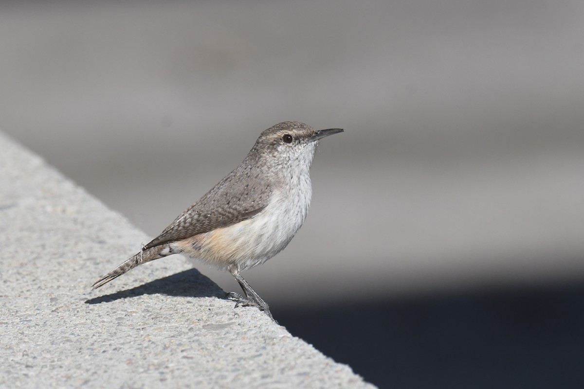 Rock Wren - ML414605181