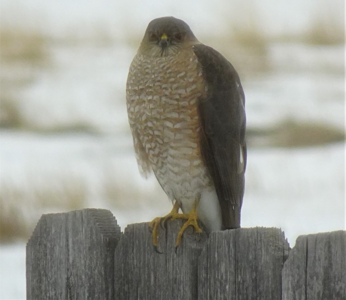 Sharp-shinned Hawk - ML414605721