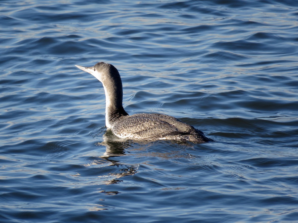 Red-throated Loon - ML414606171