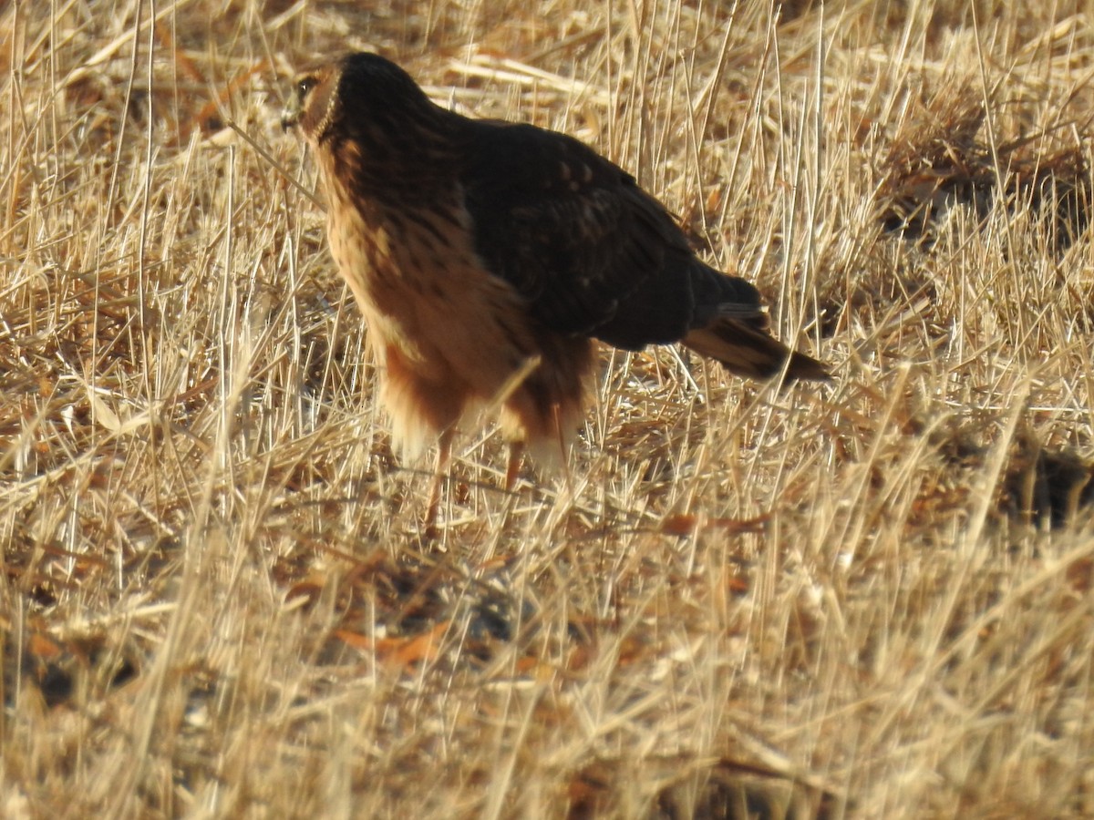 Northern Harrier - ML414607181