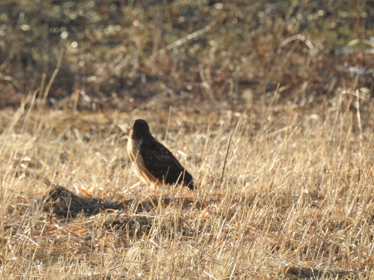 Northern Harrier - ML414607201