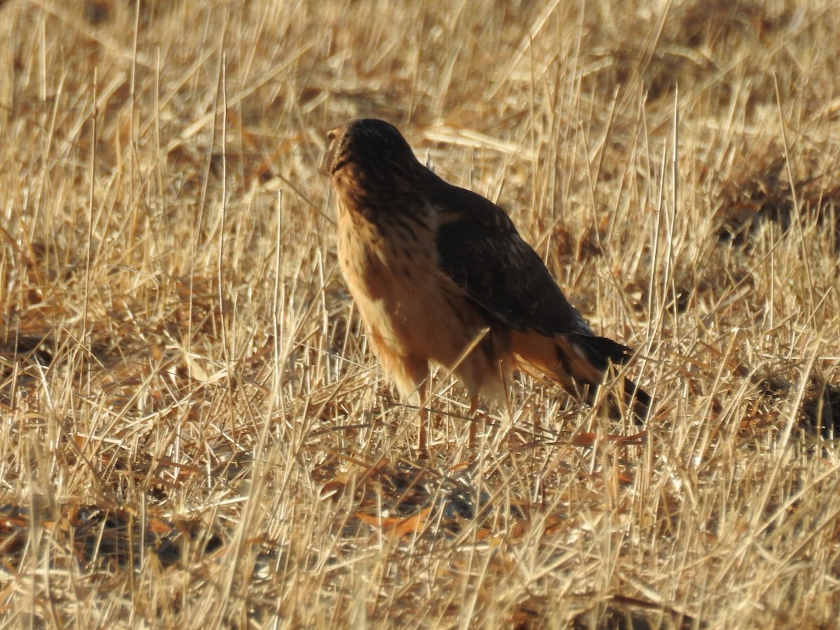 Northern Harrier - ML414607261