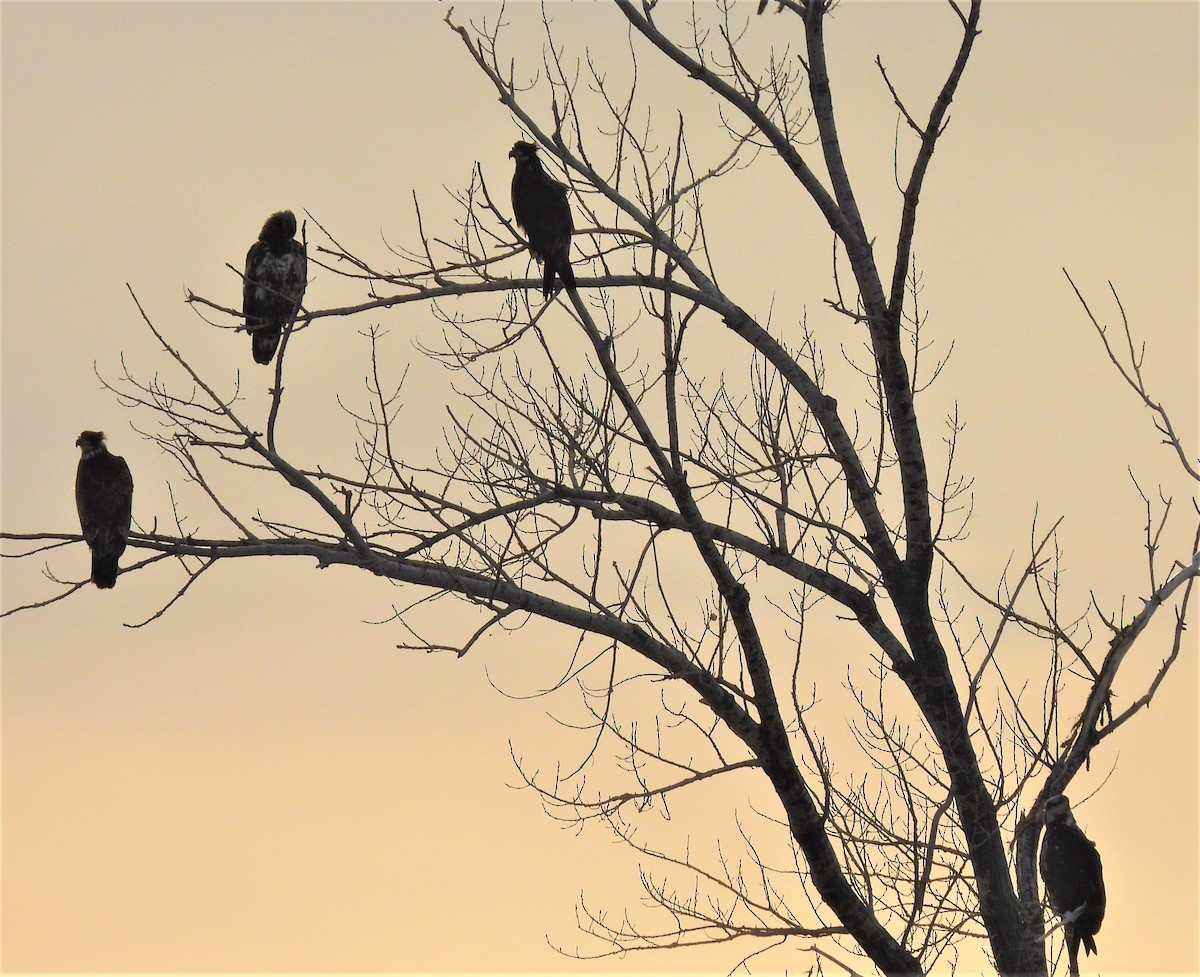 Bald Eagle - ML414608211