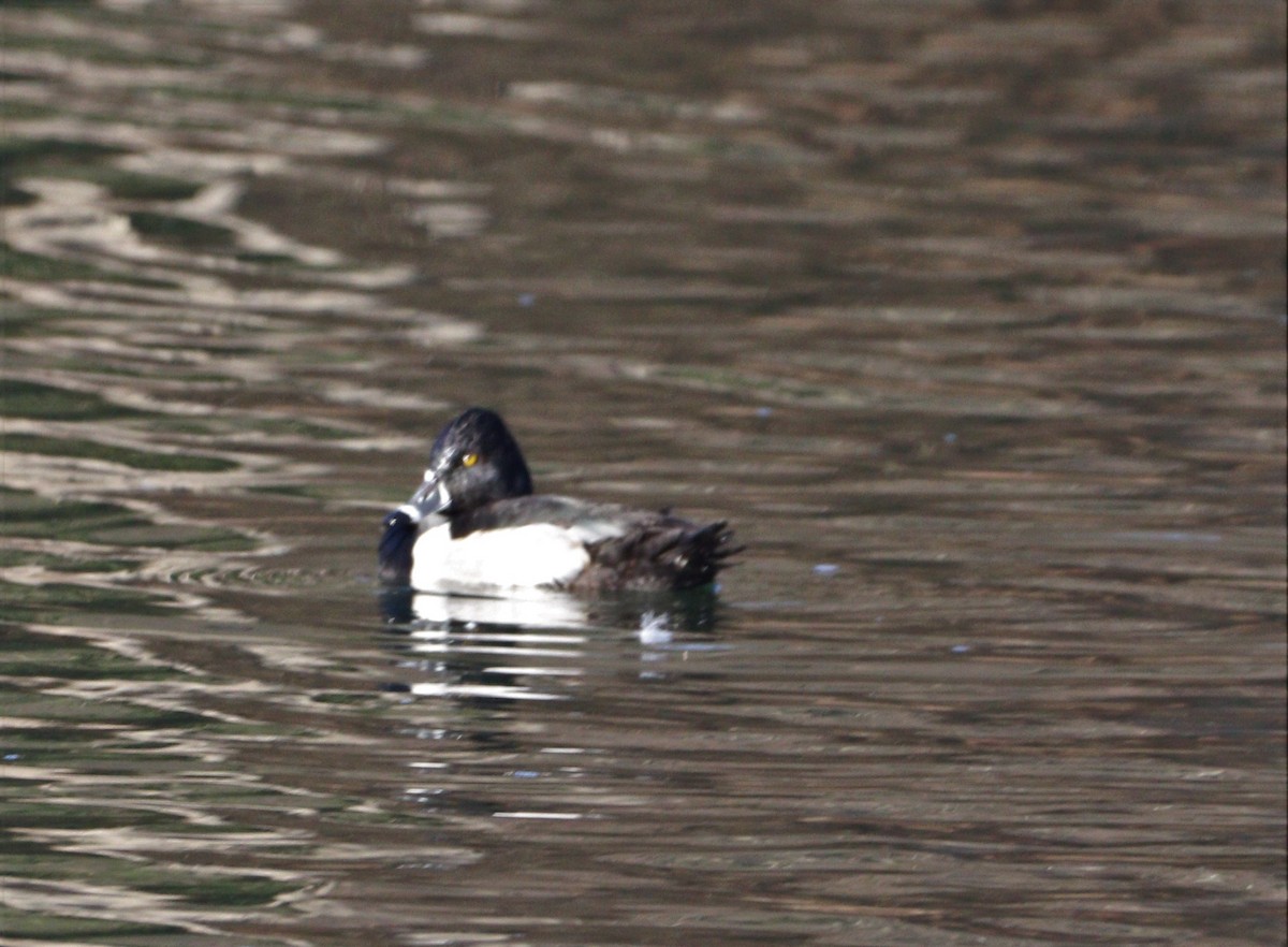 Ring-necked Duck - ML414608381