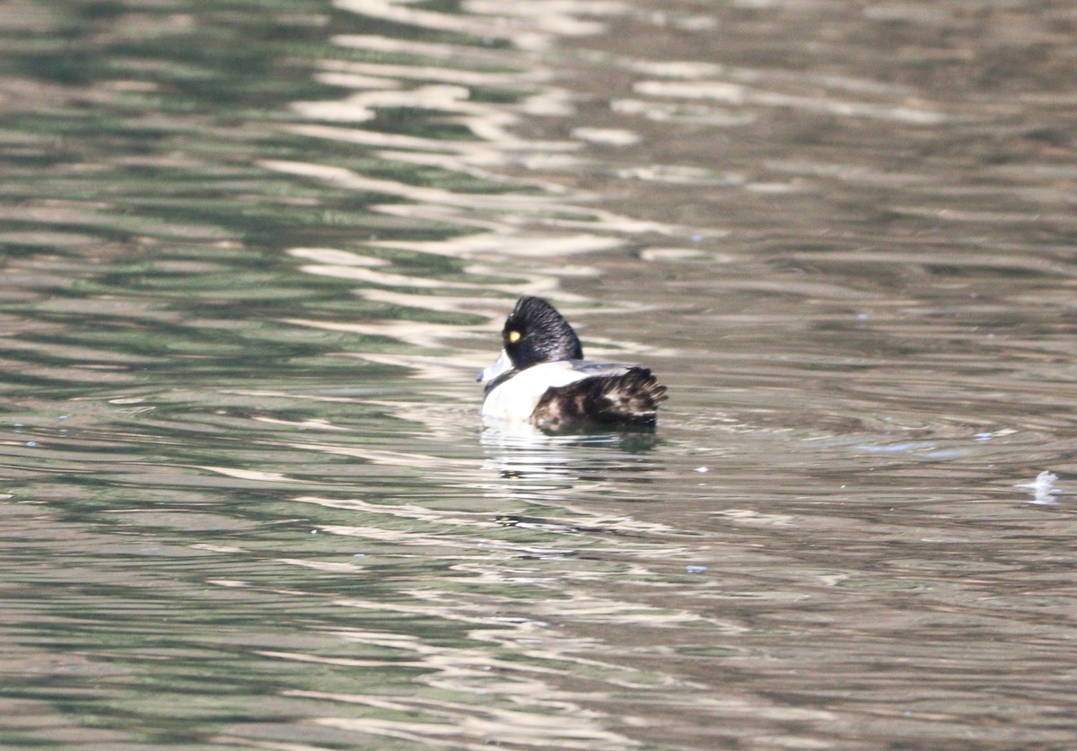 Ring-necked Duck - ML414608391
