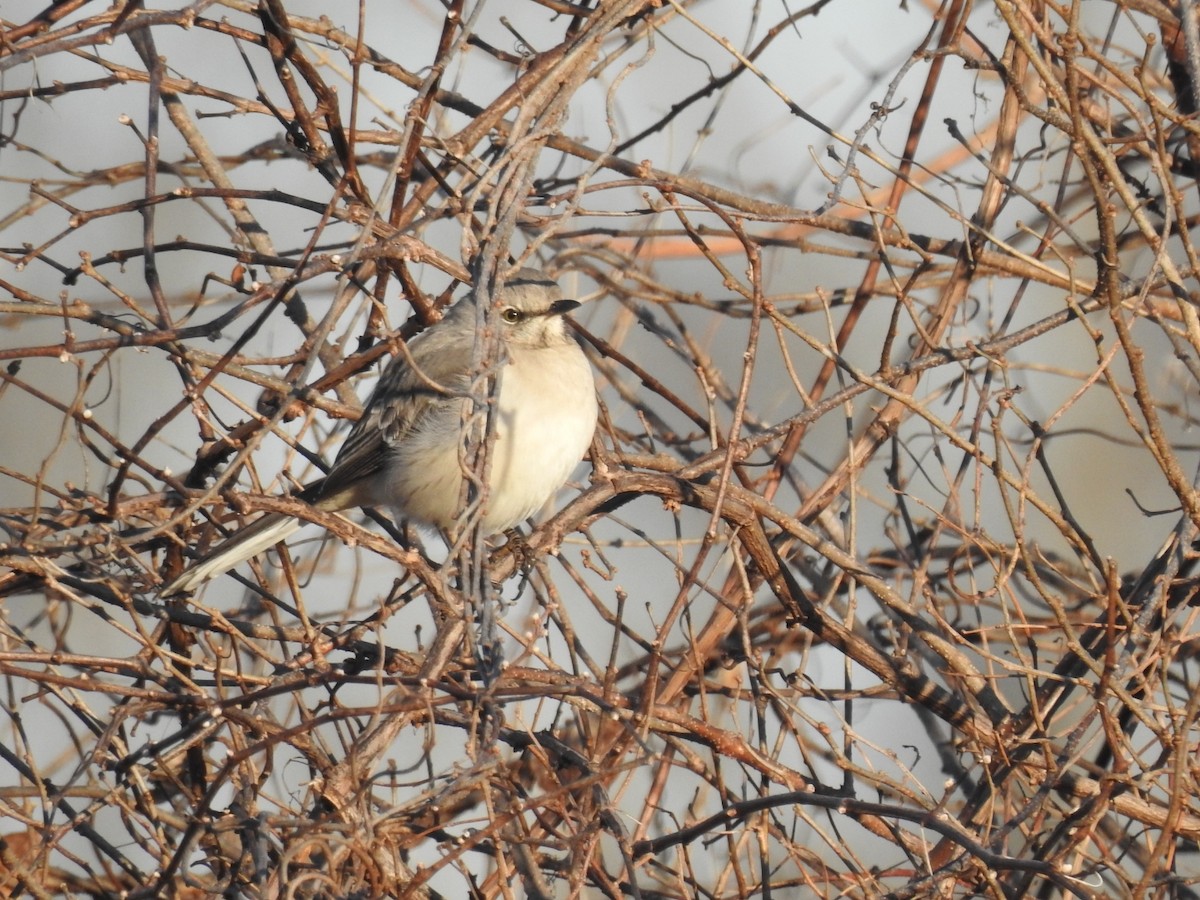 Northern Mockingbird - ML414608581