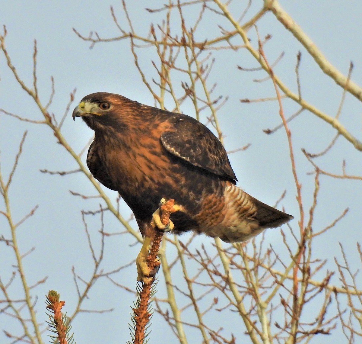 Red-tailed Hawk - ML414608821