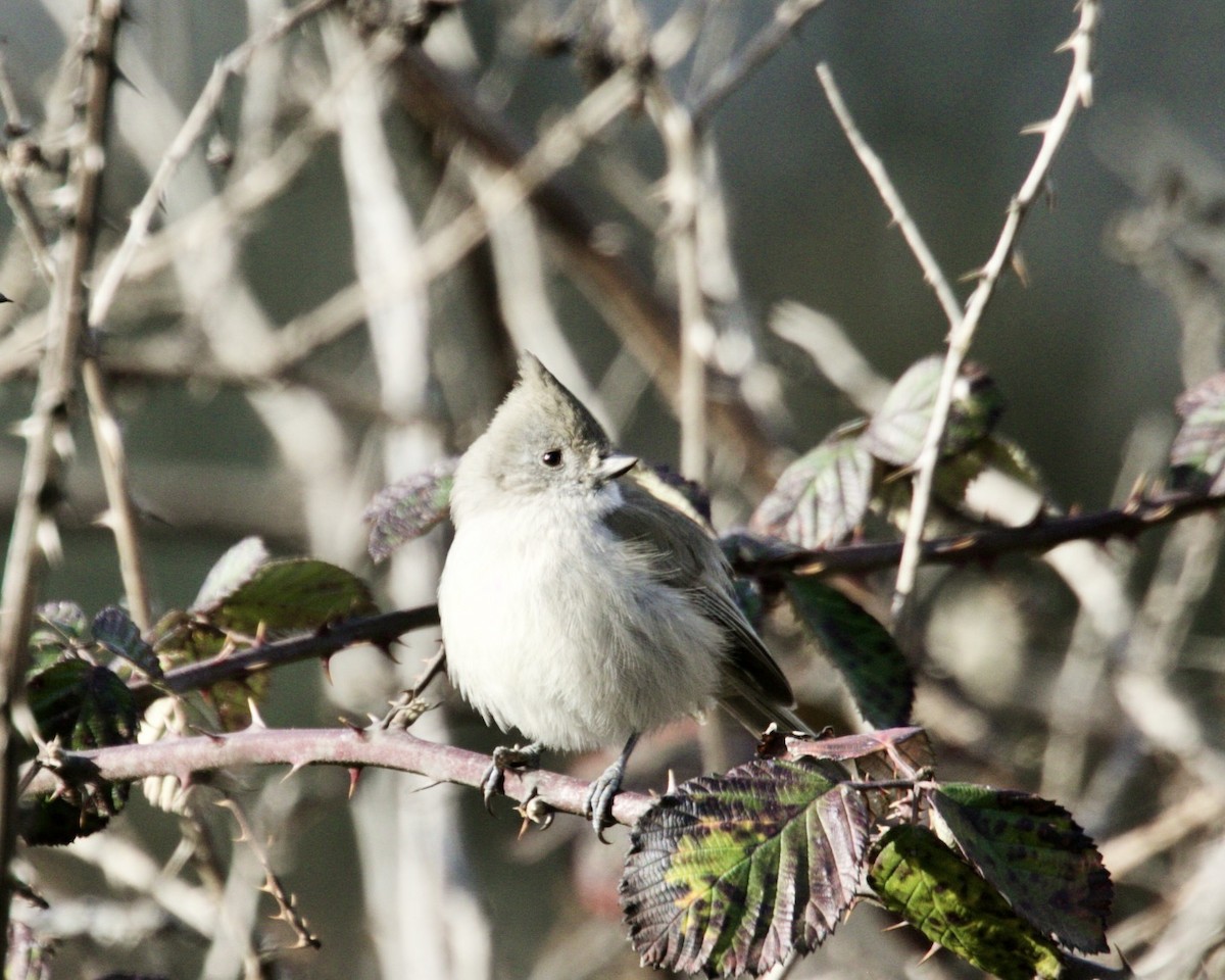 Oak Titmouse - ML414609611