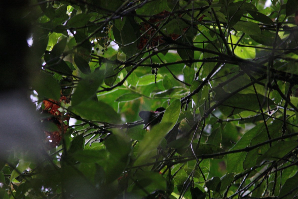 Crimson-rumped Toucanet - ML414609831