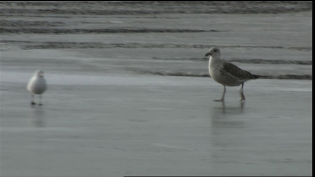 Great Black-backed Gull - ML414610