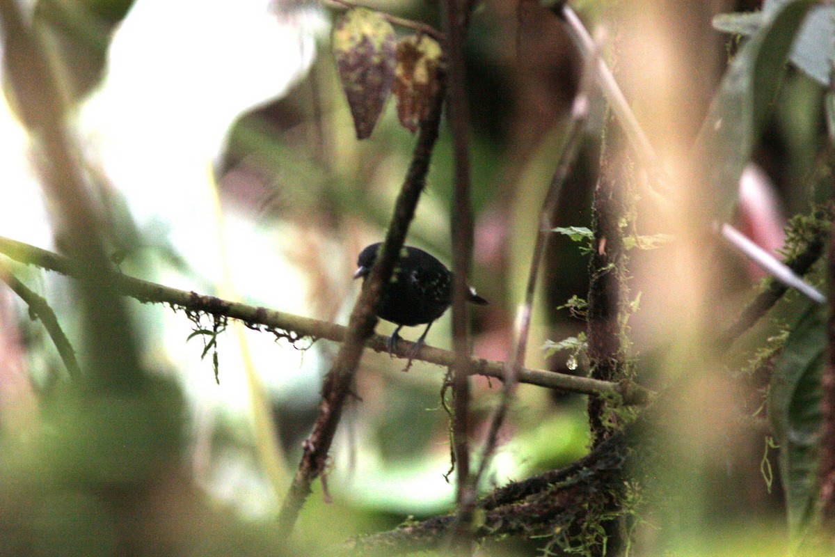 Slaty Antwren - ML414610571