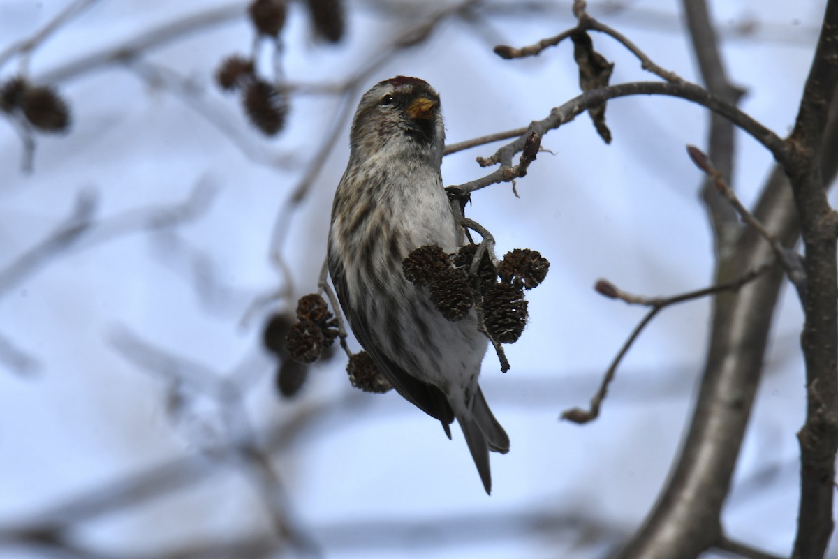 Common Redpoll - ML414610581