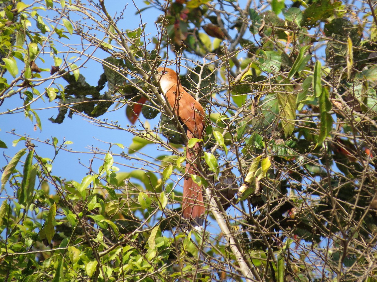 Squirrel Cuckoo - ML414611951