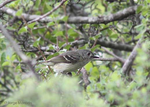 Küçük Vireo - ML414612031