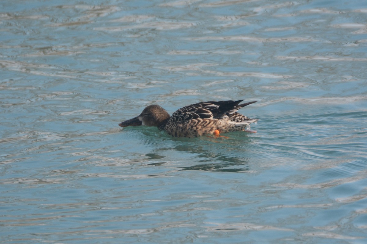 Northern Shoveler - John David Curlis 🐍