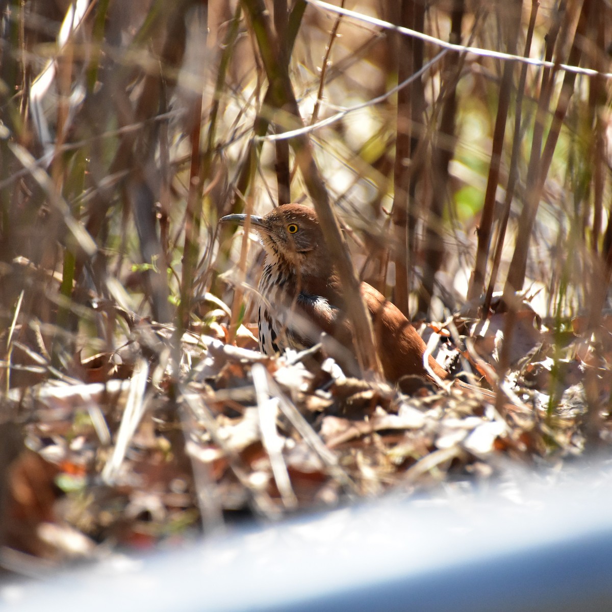 brunspottefugl - ML414615951