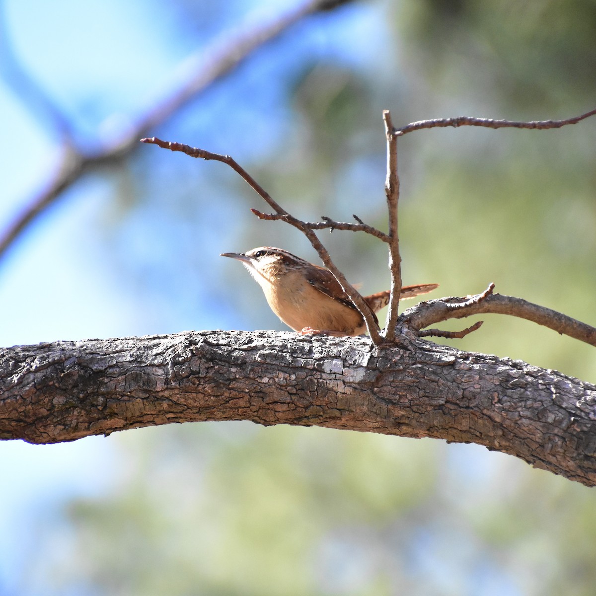 Carolina Wren - ML414616031