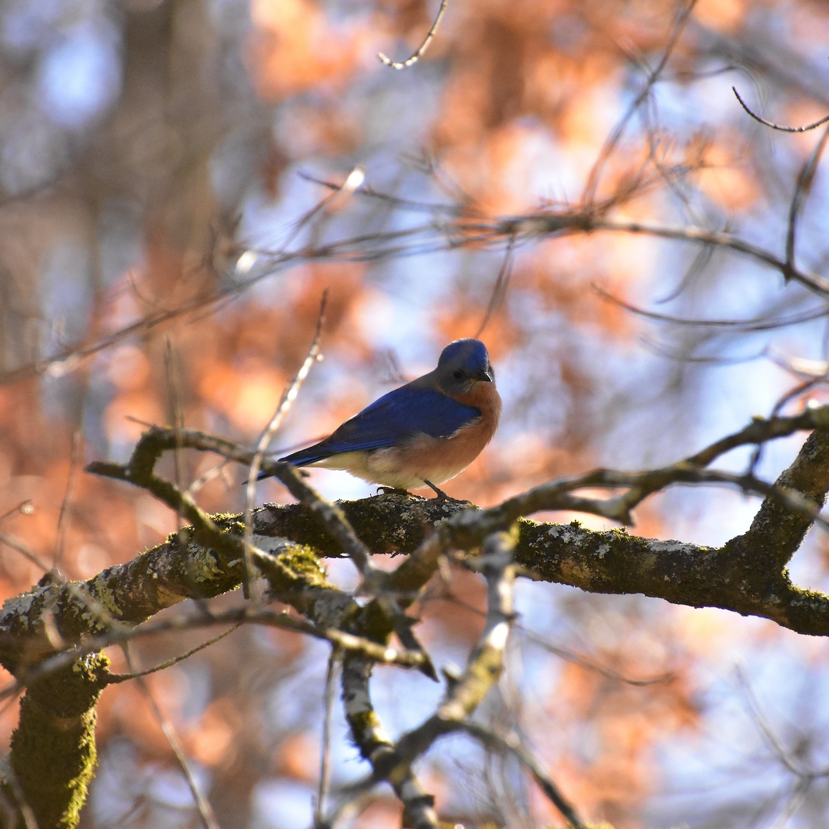 Eastern Bluebird - ML414616041